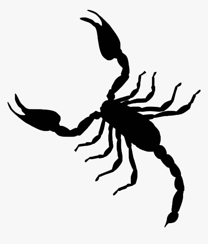 Scorpion Vector Graphics Clip Art Illustration Image, HD Png Download, Free Download