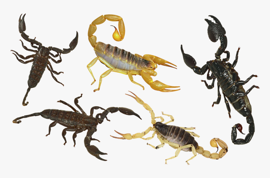 Scorpion Png, Transparent Png, Free Download