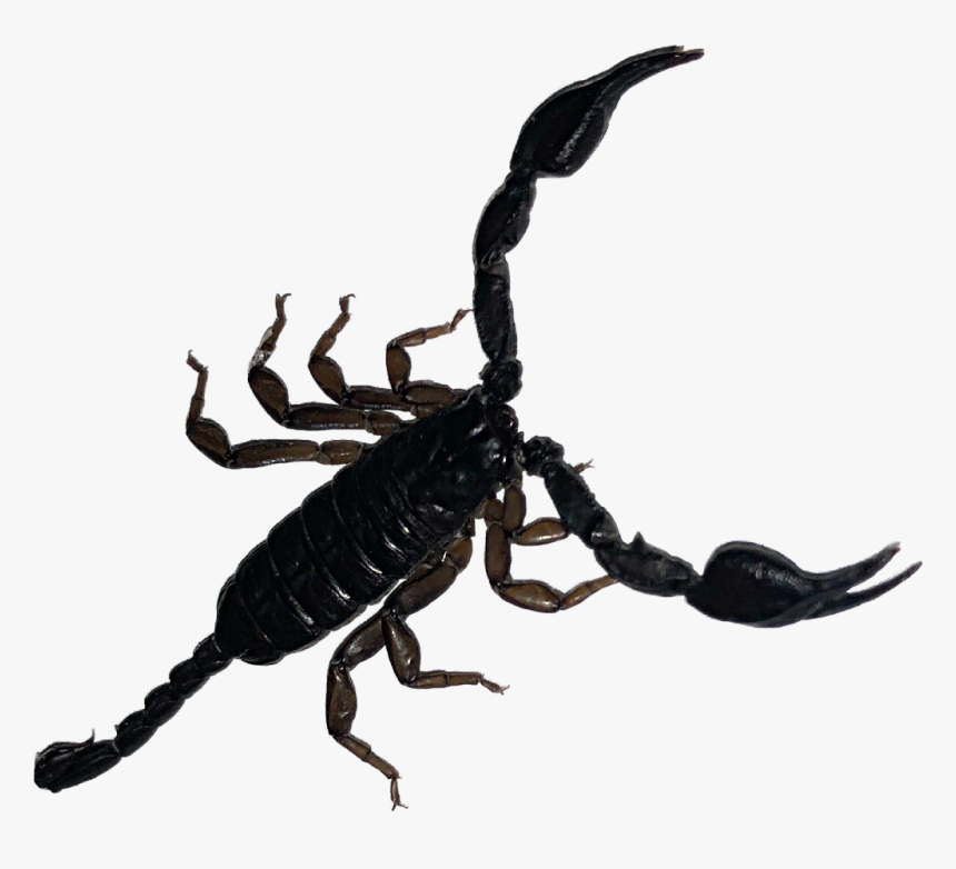 Transparent Scorpion Clipart Black And White, HD Png Download, Free Download