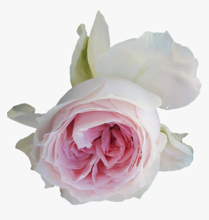 Light Pink Rose Png, Transparent Png, Free Download