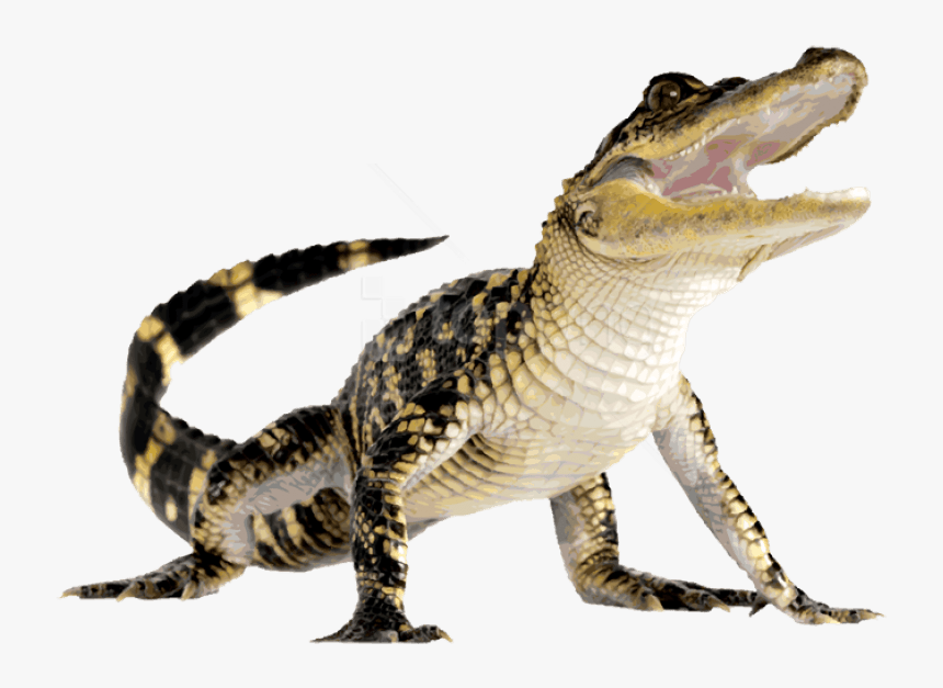 Free Png Download Crocodile Png Images Background Png, Transparent Png, Free Download