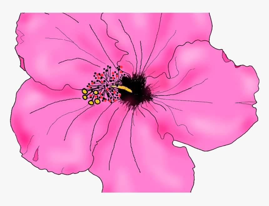 28 Collection Of Hibiscus Drawing Png High Quality,, Transparent Png, Free Download