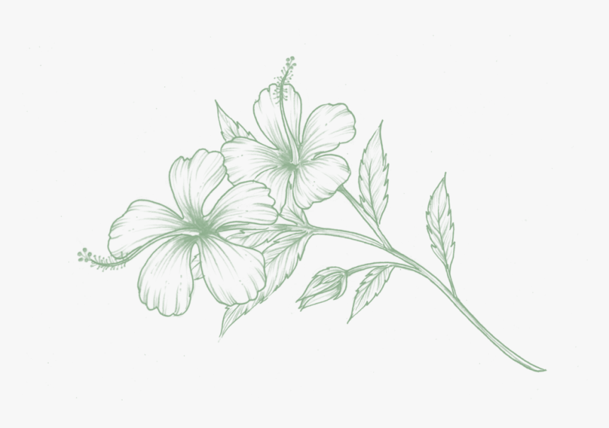 Olfactory-hibiscus, HD Png Download, Free Download