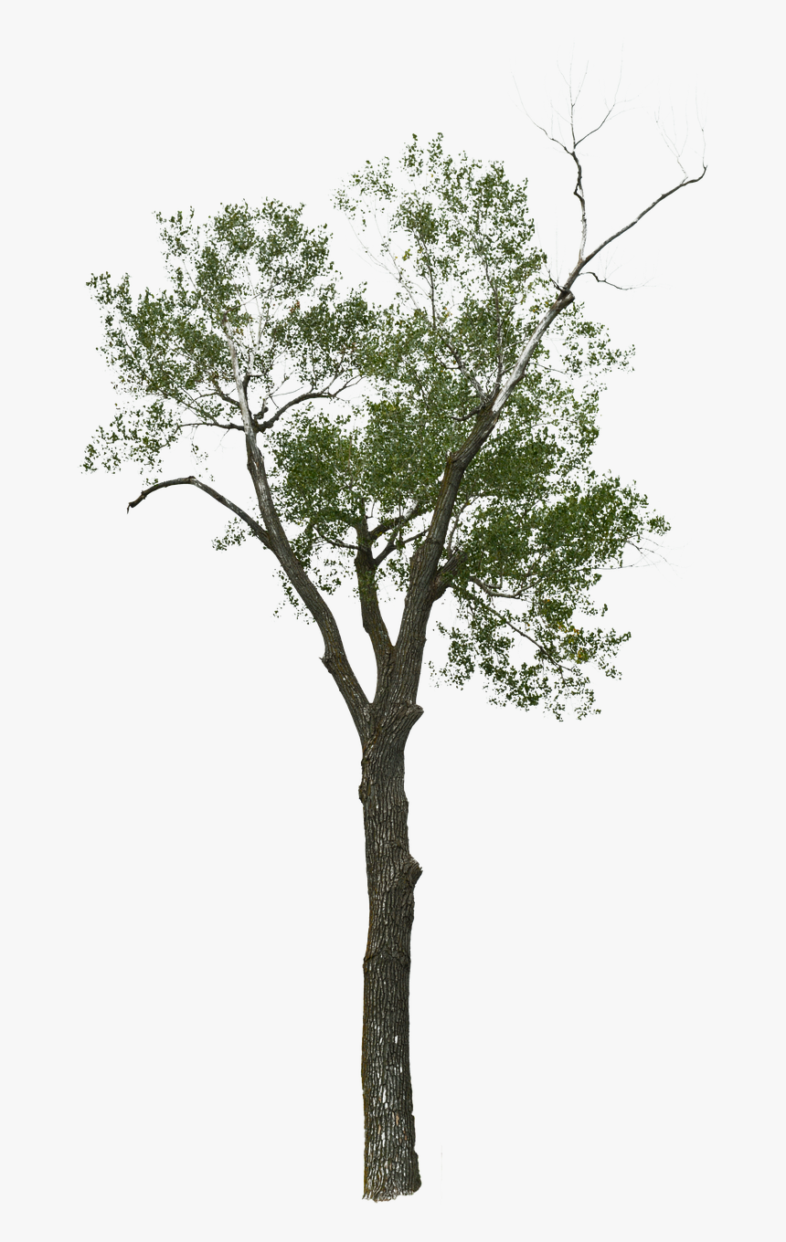 Dead Tree Png, Transparent Png, Free Download