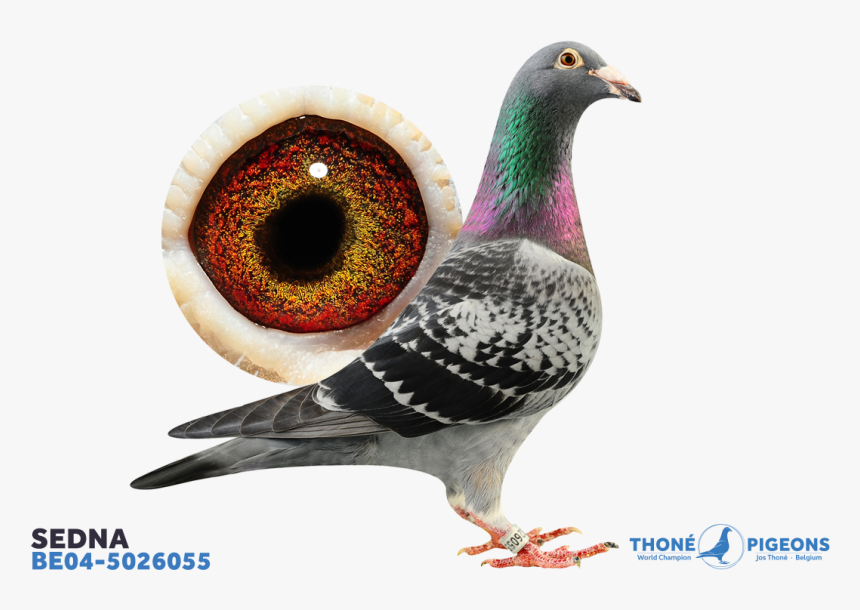 Doves Png, Transparent Png, Free Download