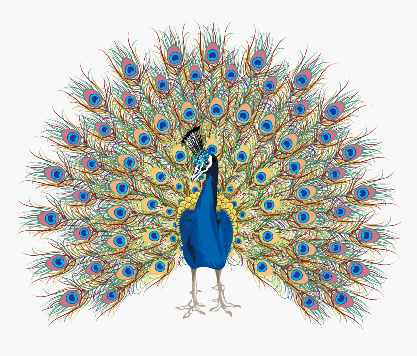 Peacock Free Hand Drawing, Png Download, Transparent Png, Free Download