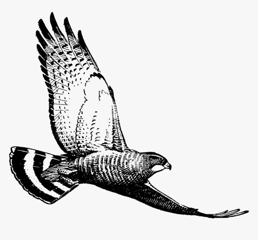 Hawk Png, Transparent Png, Free Download