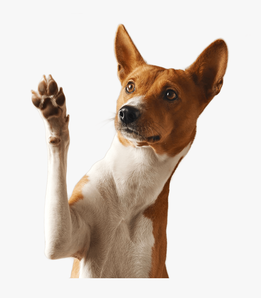 Dog Paw Png, Transparent Png, Free Download