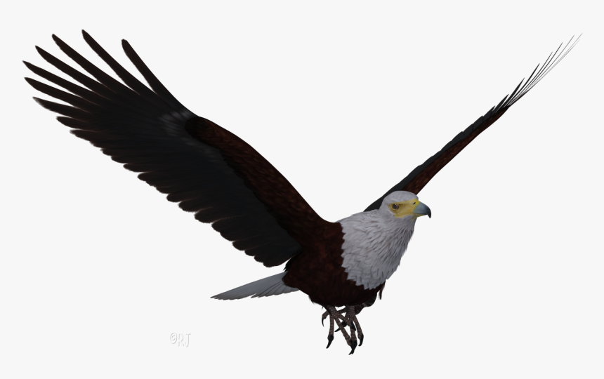 Bald Eagle Png, Transparent Png, Free Download