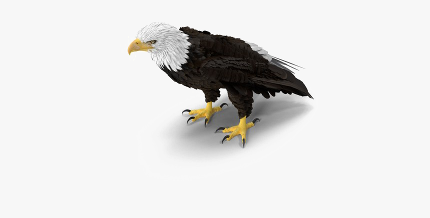 Bald Eagle Png Download Image, Transparent Png, Free Download