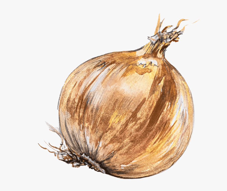 Onion, HD Png Download, Free Download