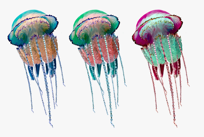 Jellyfish Png, Transparent Png, Free Download