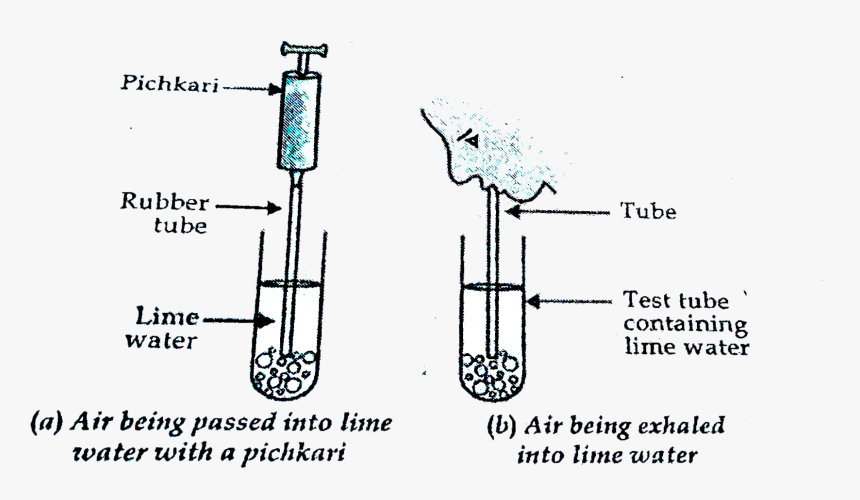 Pichkari Png, Transparent Png, Free Download