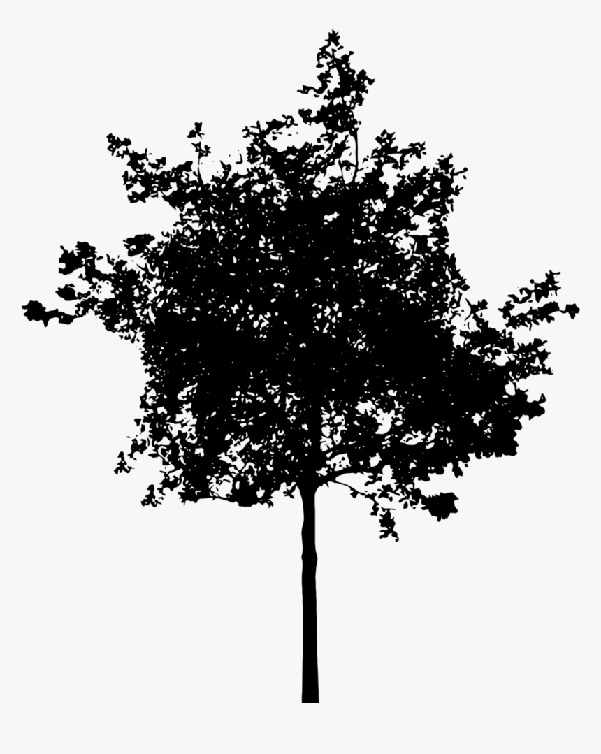 Tree, Bush, Nature, Leaves, Trunk, Silhouette - Silhouette Architecture Tree Png, Transparent Png, Free Download