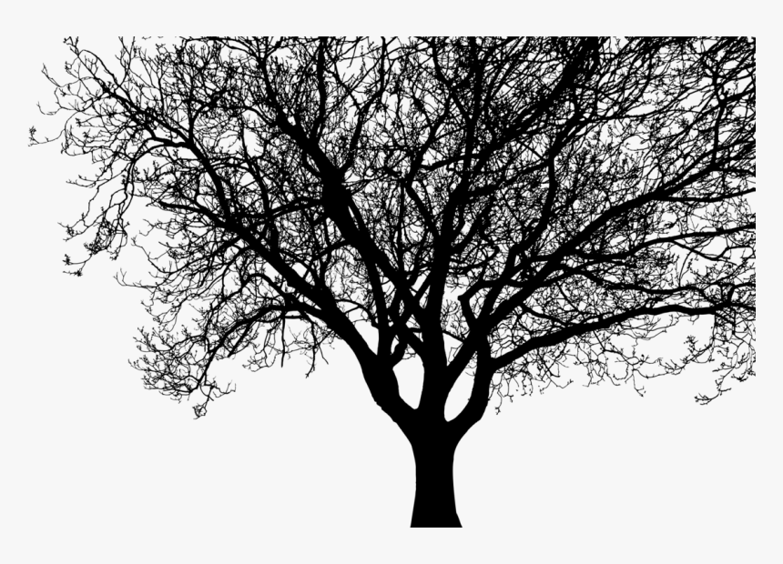 Transparent Tree Limb Png - Big Tree Silhouette Png, Png Download, Free Download