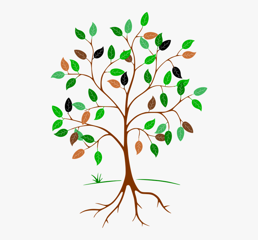 Tree With Roots Branches And Leaves, HD Png Download, Free Download