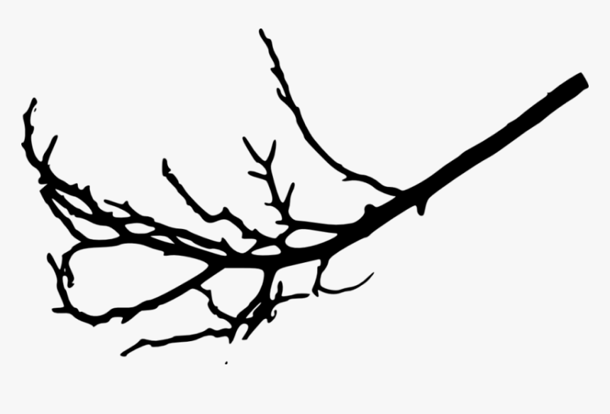 Transparent Tree Branch Clipart Black And White - Transparent Tree Branches Clip Art, HD Png Download, Free Download