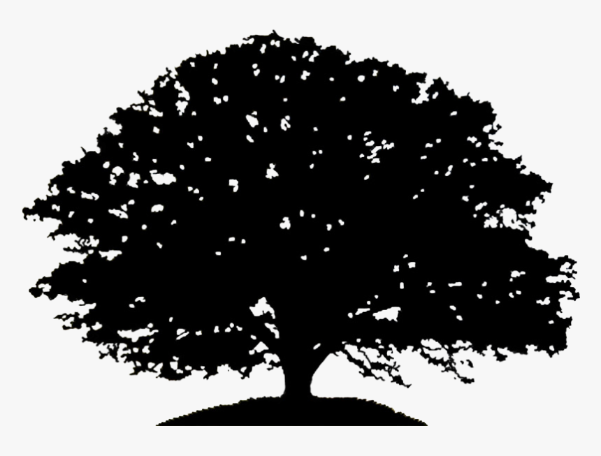 Clip Art Graphic Transparent Stock - Maple Tree Silhouette Vector, HD Png Download, Free Download
