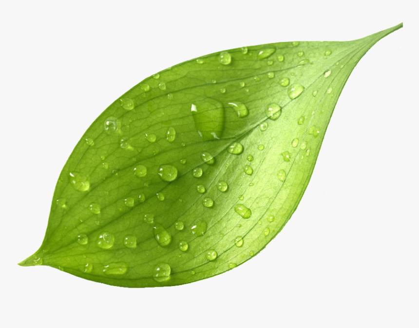 This Graphics Is Leaf Transparent After The Rain About - Fresh Tea Leaf Png, Png Download, Free Download