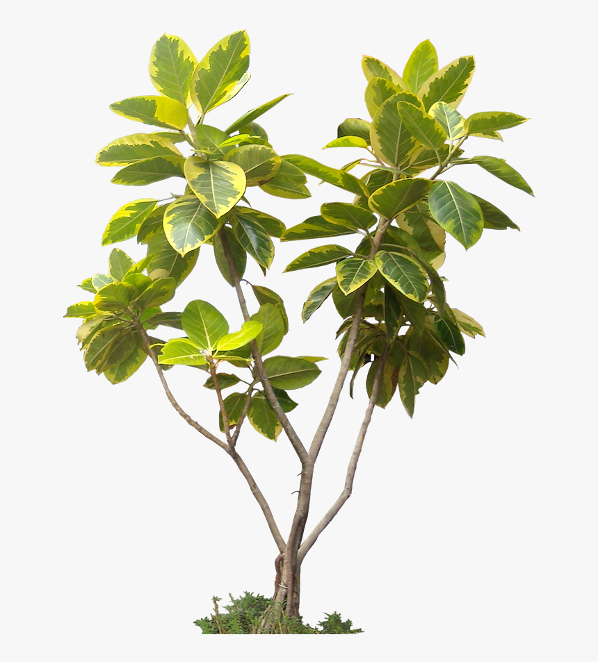 Imagenes De Plantas En Png, Transparent Png, Free Download