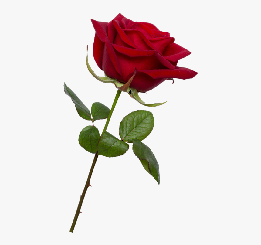 Bud - Transparent Background Red Rose Png, Png Download, Free Download