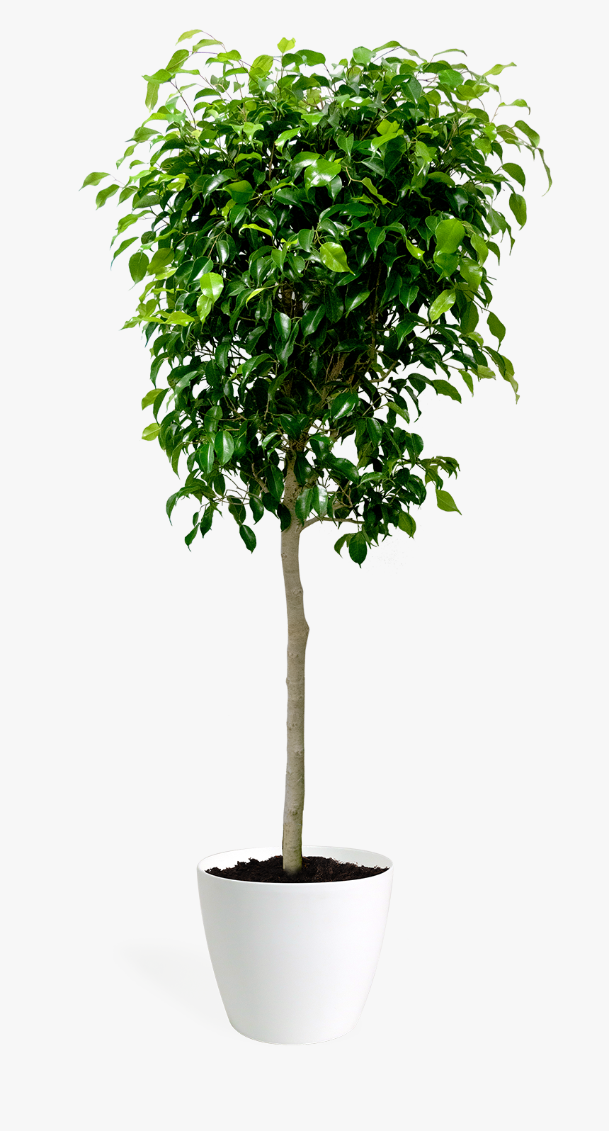 Transparent Ficus Tree Png, Png Download, Free Download