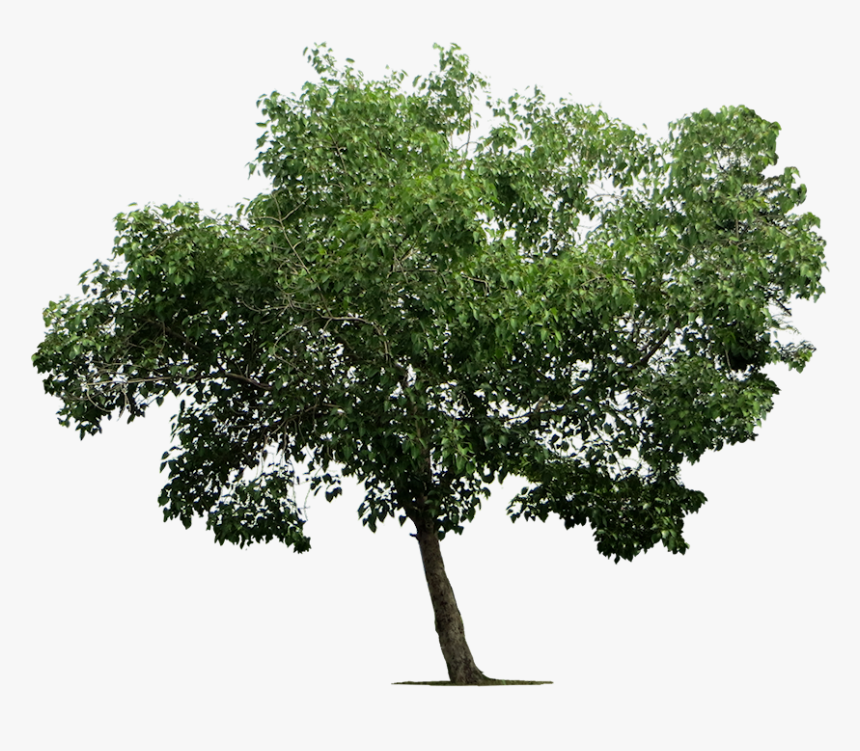 Transparent Background Tree Png, Png Download, Free Download