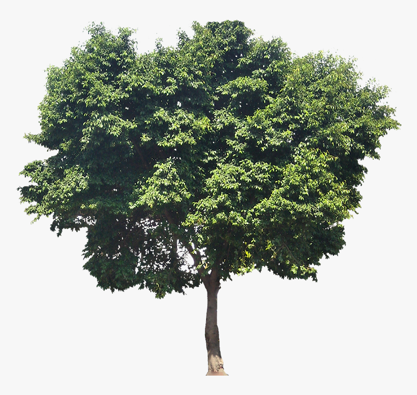 Architecture Trees Elevation Png, Transparent Png, Free Download