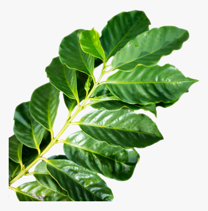 Coffee-leaf - Coffee Leaf Png, Transparent Png, Free Download