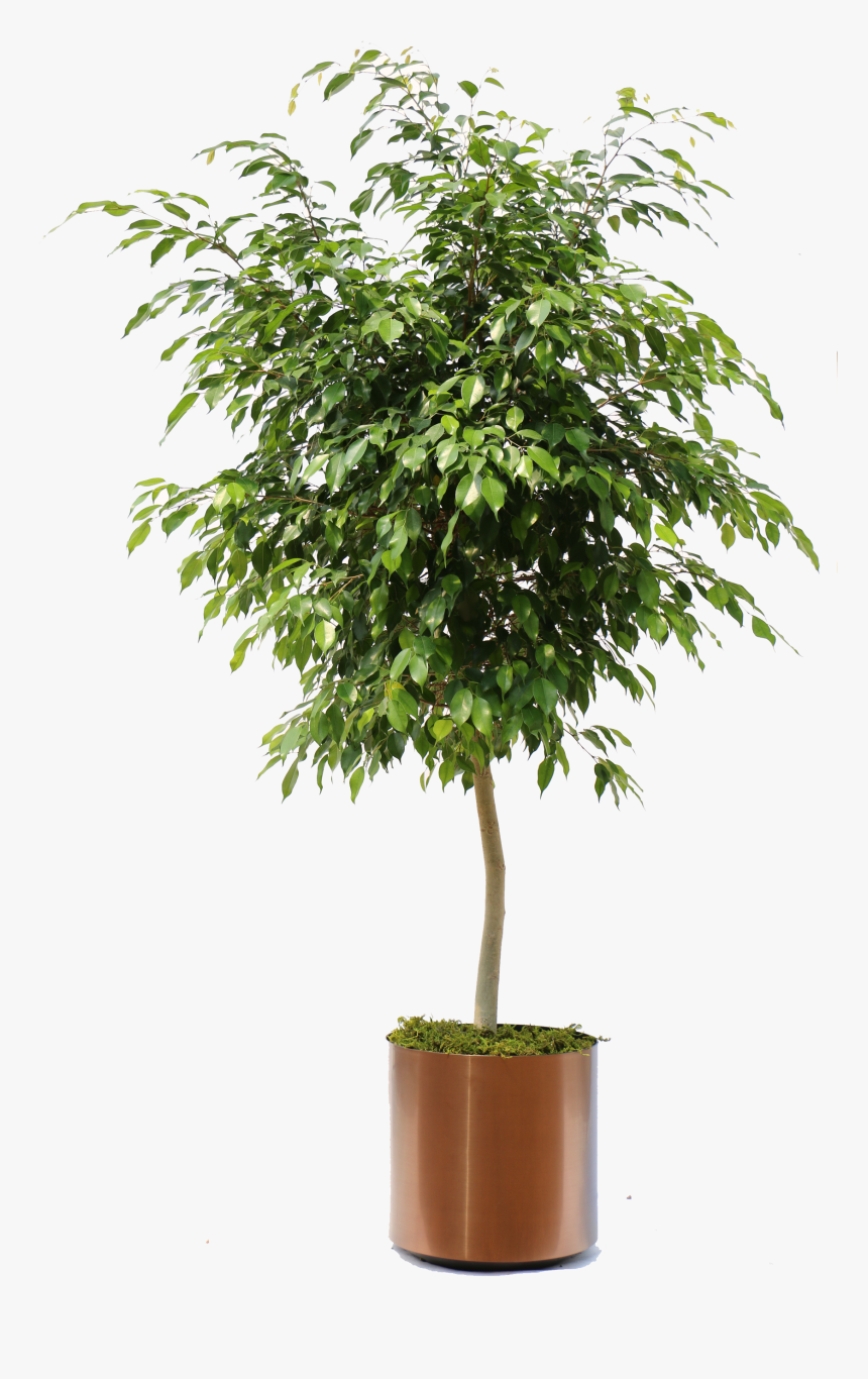 Transparent Background Plants In Pot Png, Png Download, Free Download