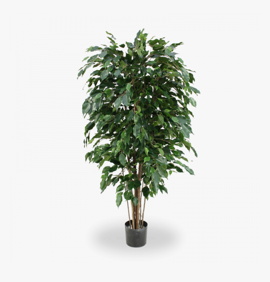 Natuurgetrouwe Kunstboom Ficus Exotica 150 Cm Brandvertragend - Potted Tree Clipart Transparent, HD Png Download, Free Download