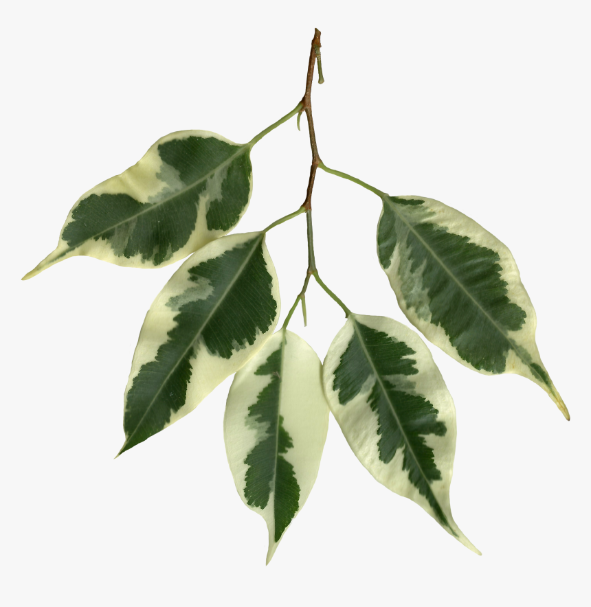 Ficus Benjamina Scanned Leaves - Weeping Fig, HD Png Download, Free Download