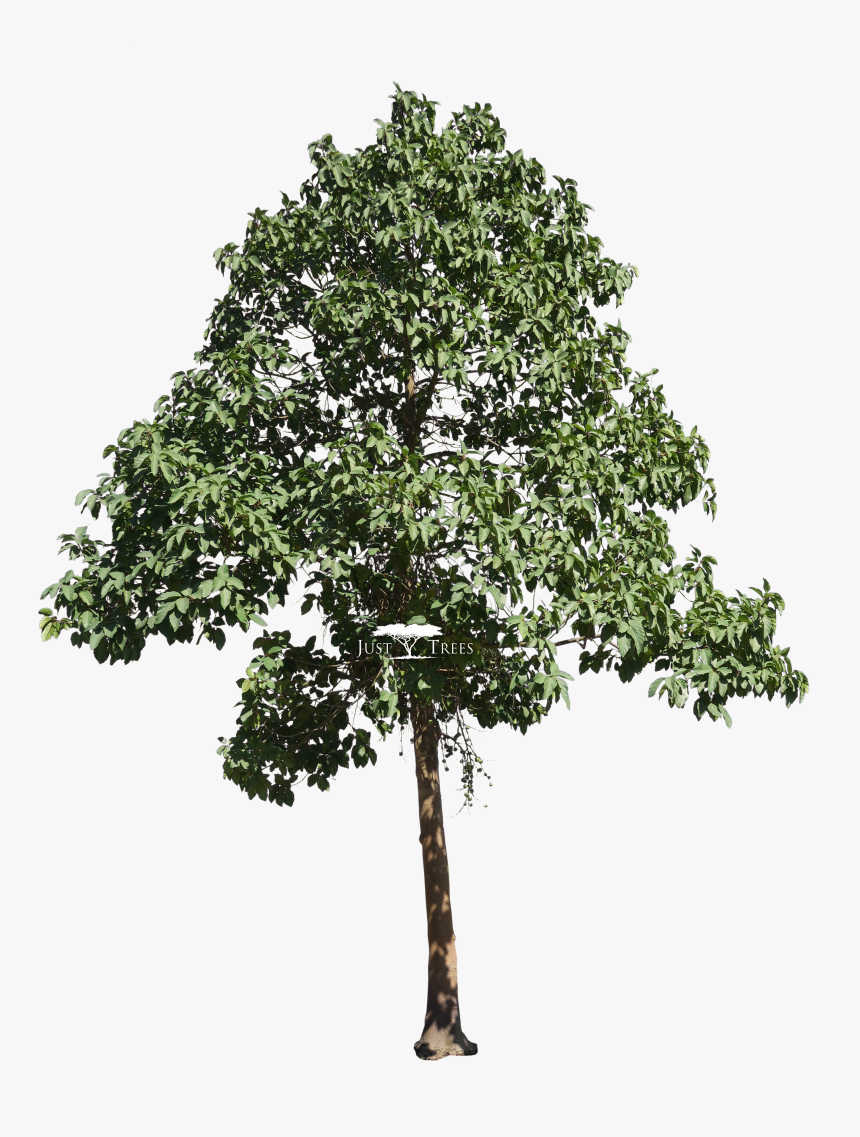 Clip Art Fig Tree Drawing, HD Png Download, Free Download