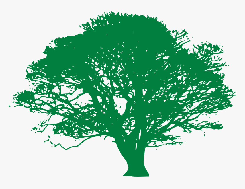 Tree, Deciduous, Ficus, Green, Huge, Outreaching - Green Tree Silhouette Png, Transparent Png, Free Download