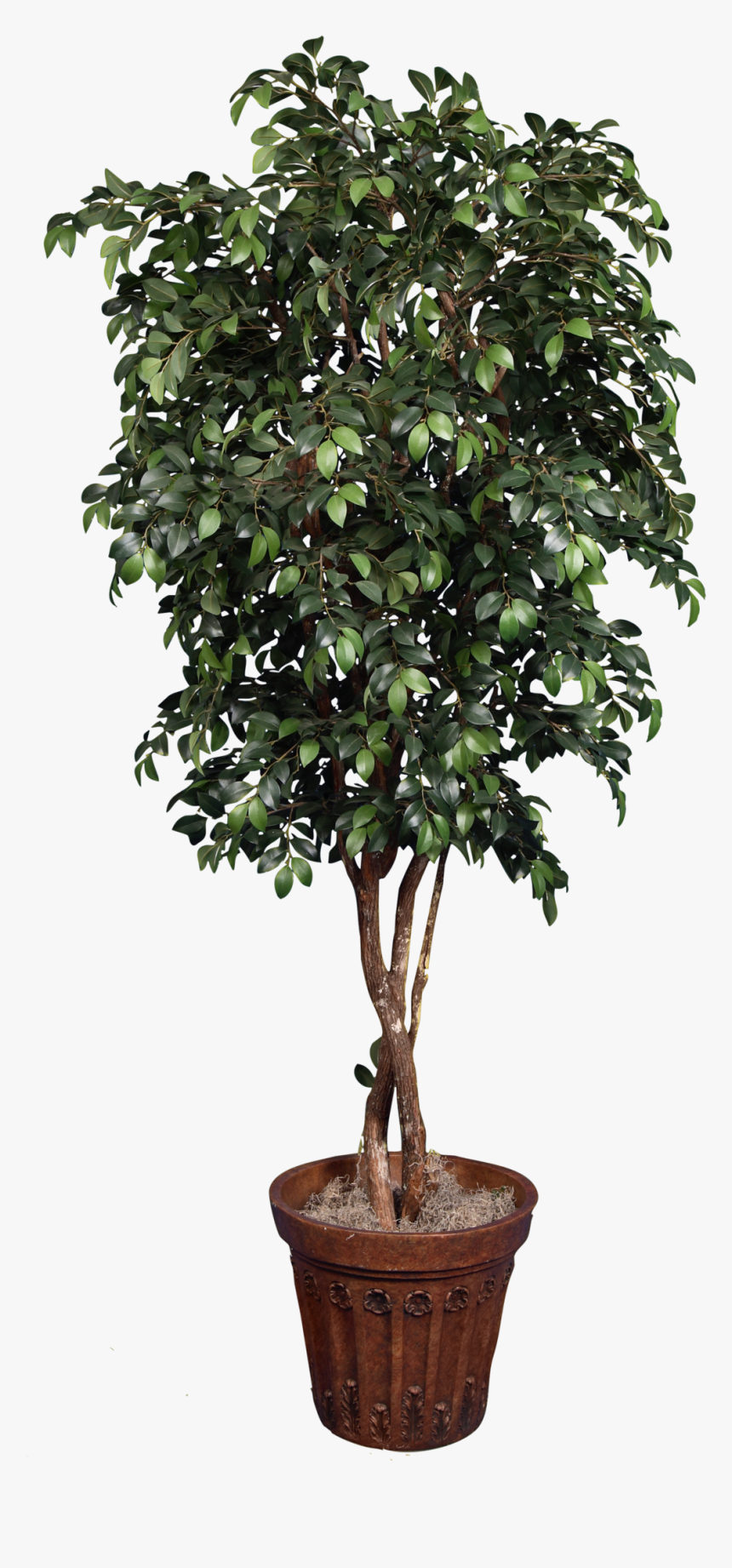 Transparent Ficus Tree Png - Ficus Png, Png Download, Free Download