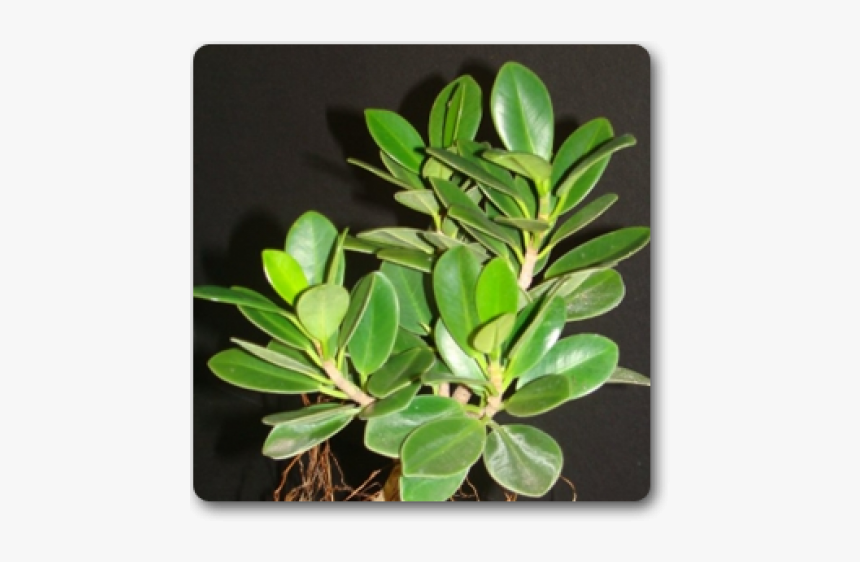 Ficus Dwarf Plant Means, HD Png Download, Free Download