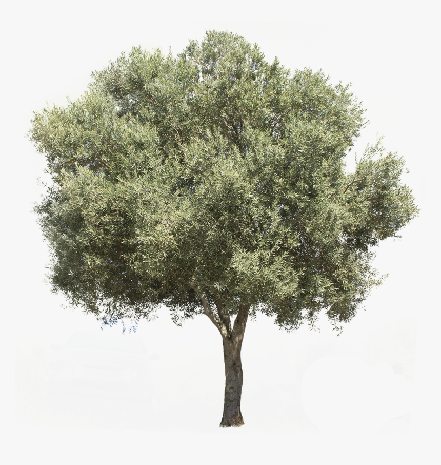 Olive Tree Png - Transparent Olive Tree Png, Png Download, Free Download