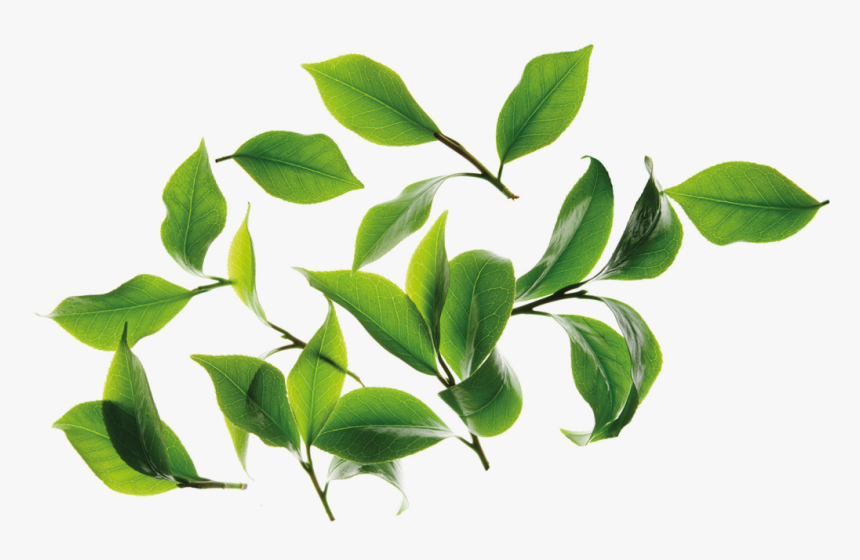 Twig, HD Png Download, Free Download