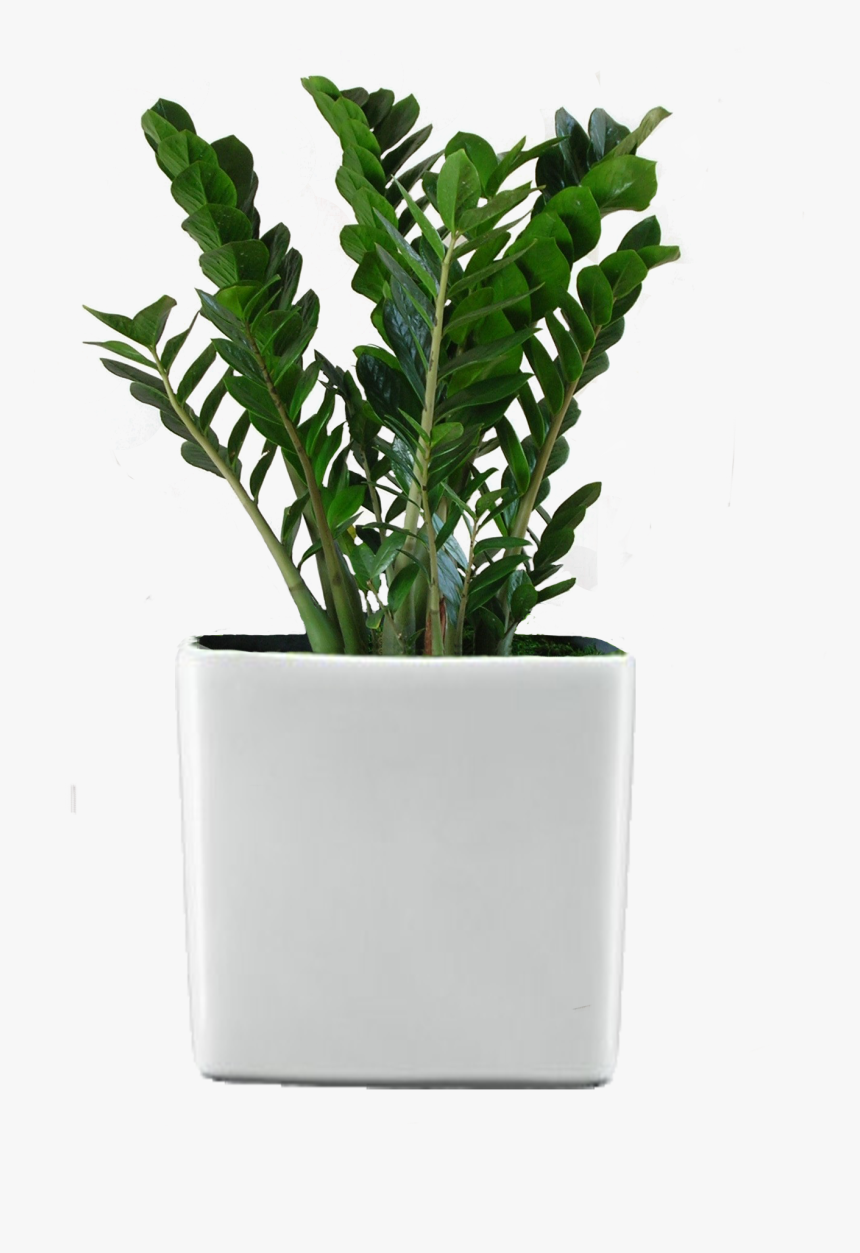 Ficus Retusa Houseplant Flower Garden - Indoor Plants Transparent Background, HD Png Download, Free Download