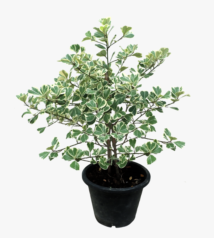 Ficus Triangularis Variegata, HD Png Download, Free Download