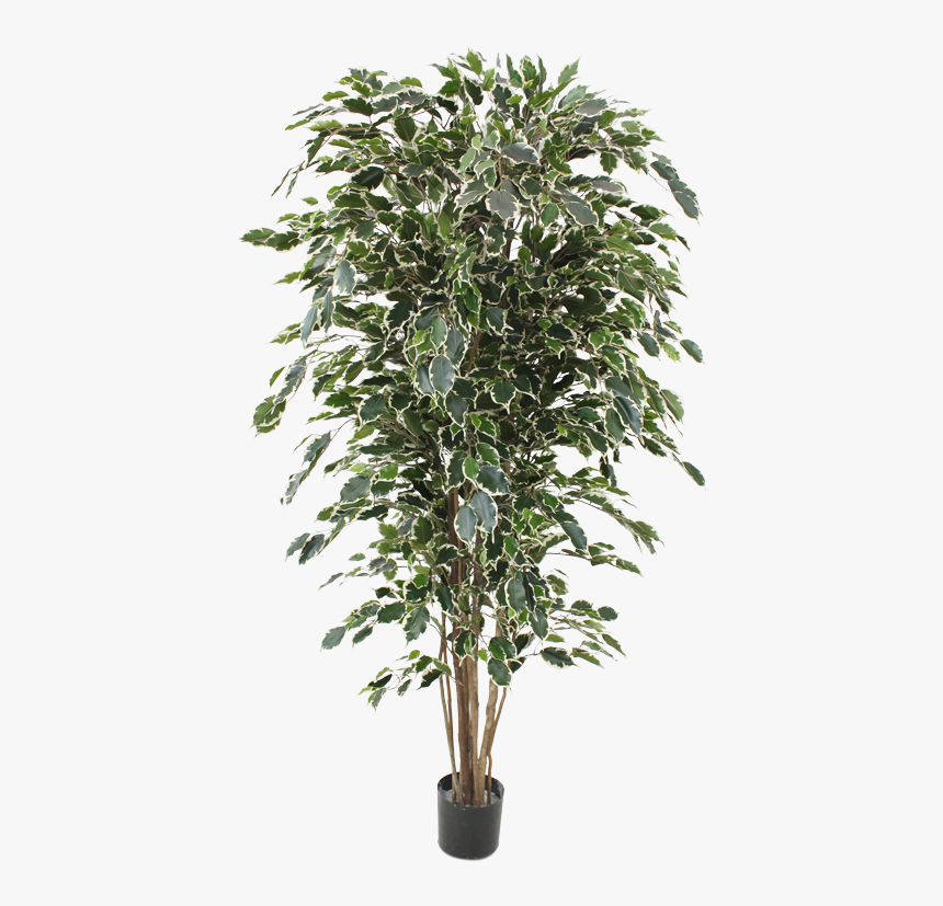 Ficus Exotica Artificial Tree Deluxe 180 Cm Variegated - Bangladesh Plastic Flower Tree, HD Png Download, Free Download