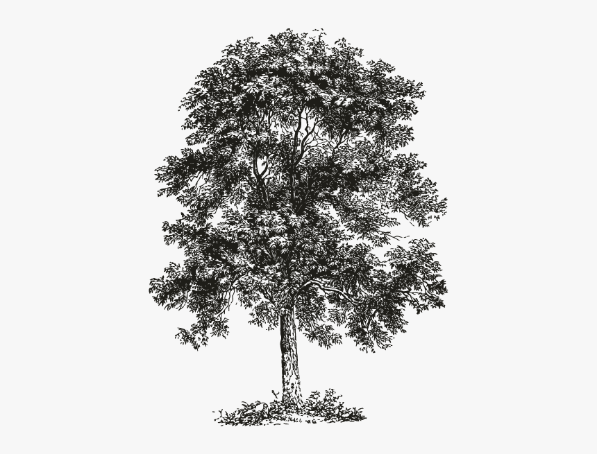 Pumpkin Ash Tree Silhouette, HD Png Download - kindpng.