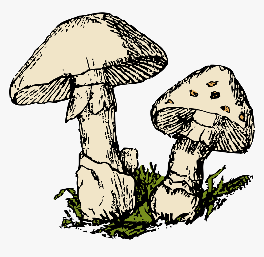 Shrooms Png - Small, Transparent Png, Free Download