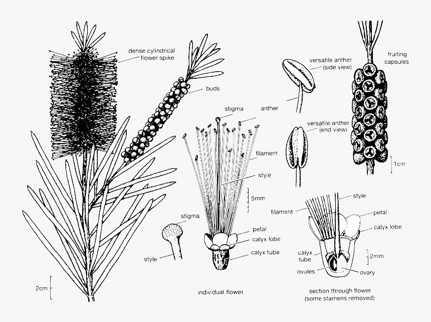 Transparent Ficus Tree Png - Callistemon Rigidus, Png Download, Free Download