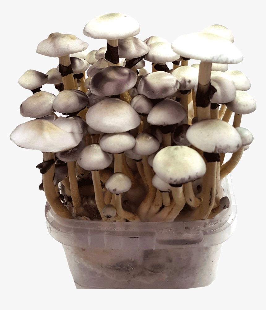 Grow Magic Mushrooms With 100% Mycelium Kits - Pleurotus Eryngii, HD Png Download, Free Download