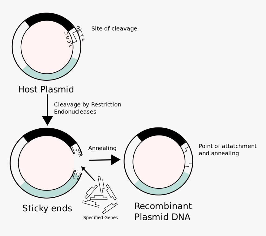 Gene Therapy Using Plasmids, HD Png Download, Free Download