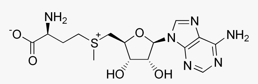 2 Deoxyadenosine 5 Monophosphate, HD Png Download, Free Download