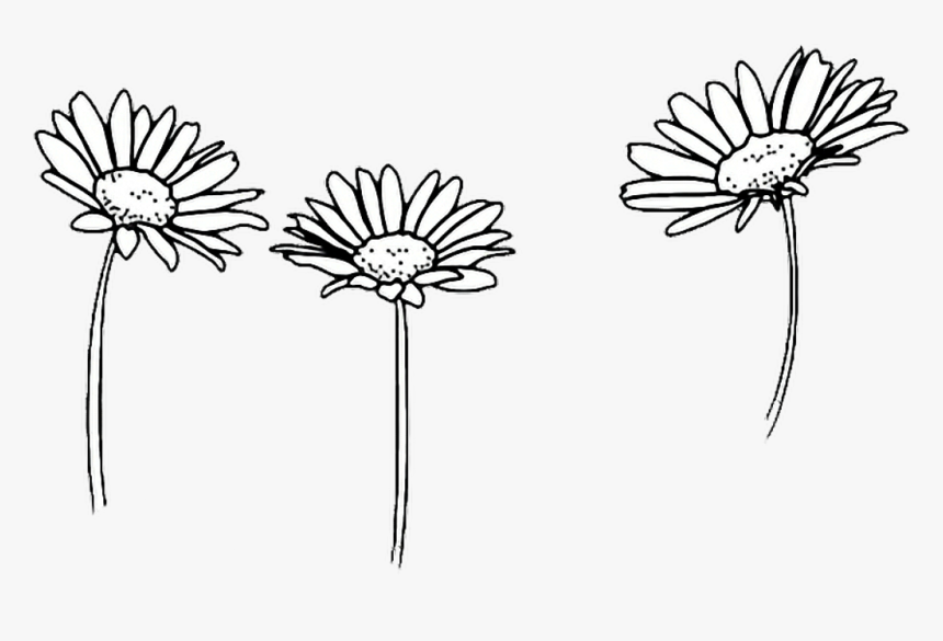 Flores Blancas Png - Black And White Daisy Png, Transparent Png, Free Download