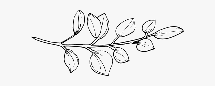 Line Art Flower Png, Transparent Png, Free Download