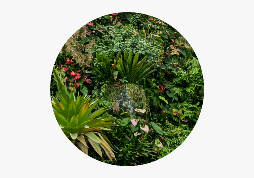 One Of The Widest Selections Of Horticultural Products - Botanical Garden, HD Png Download, Free Download